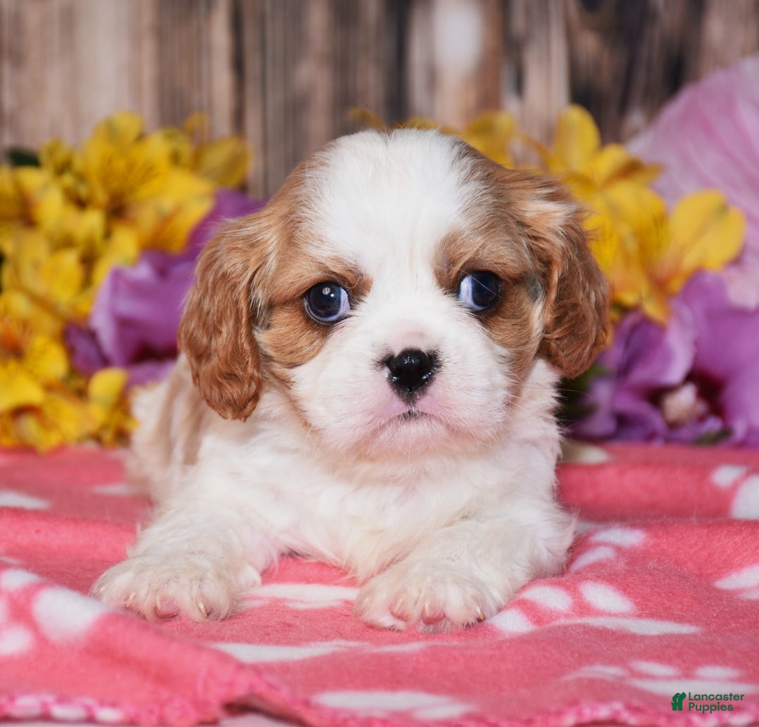 Cavalier King Charles Spaniel dogs for sale: Elliot - Image 1