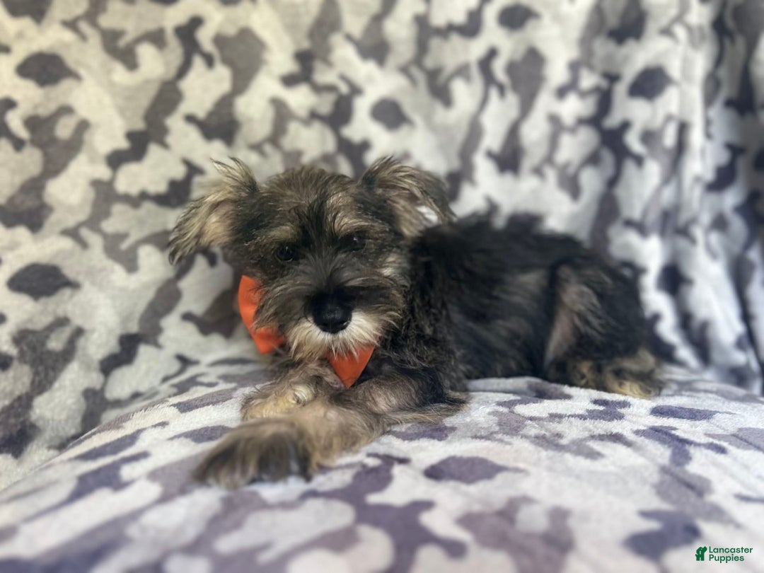 Miniature Schnauzer dogs for sale: Huck - Image 1