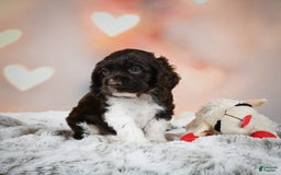 Cocker Spaniel dogs for sale: Leo - Image 6