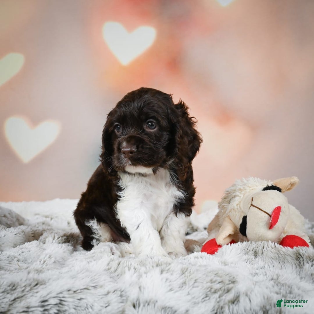Cocker Spaniel dogs for sale: Leo - Image 6