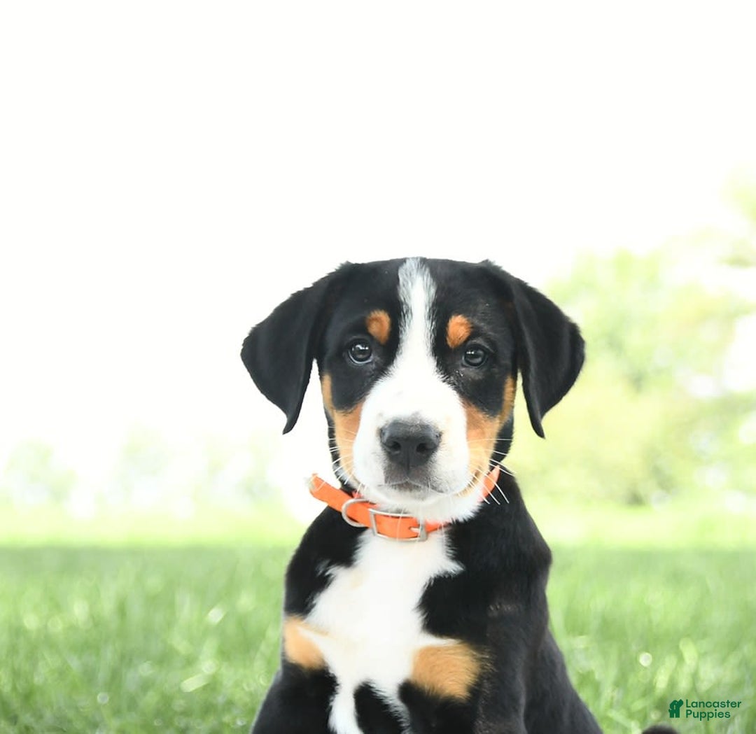 Greater Swiss Mountain Dog dogs for sale: Frances - Image 3