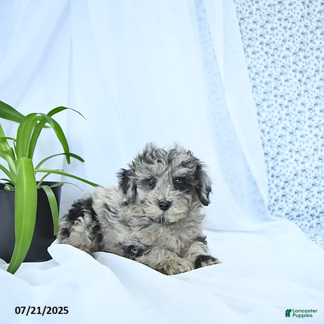 Mini Goldendoodle dogs for sale: Kash - Image 15