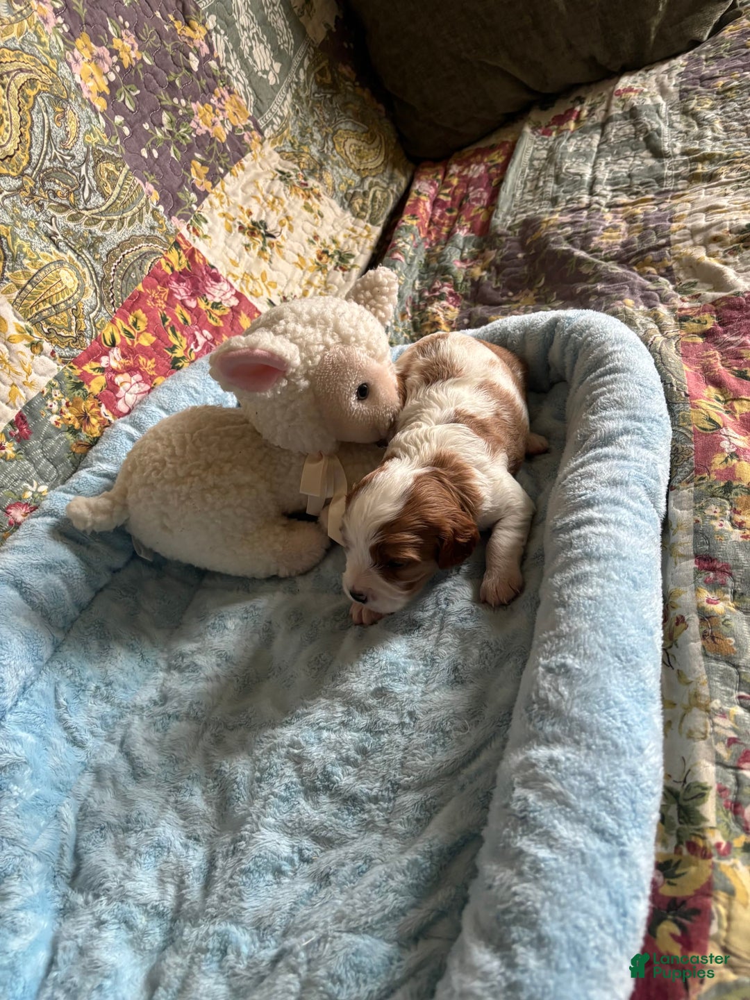 Cavapoo dogs for sale: Keno - Image 3