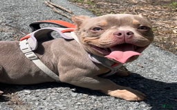American Bully dogs for sale: Lance - Image 4