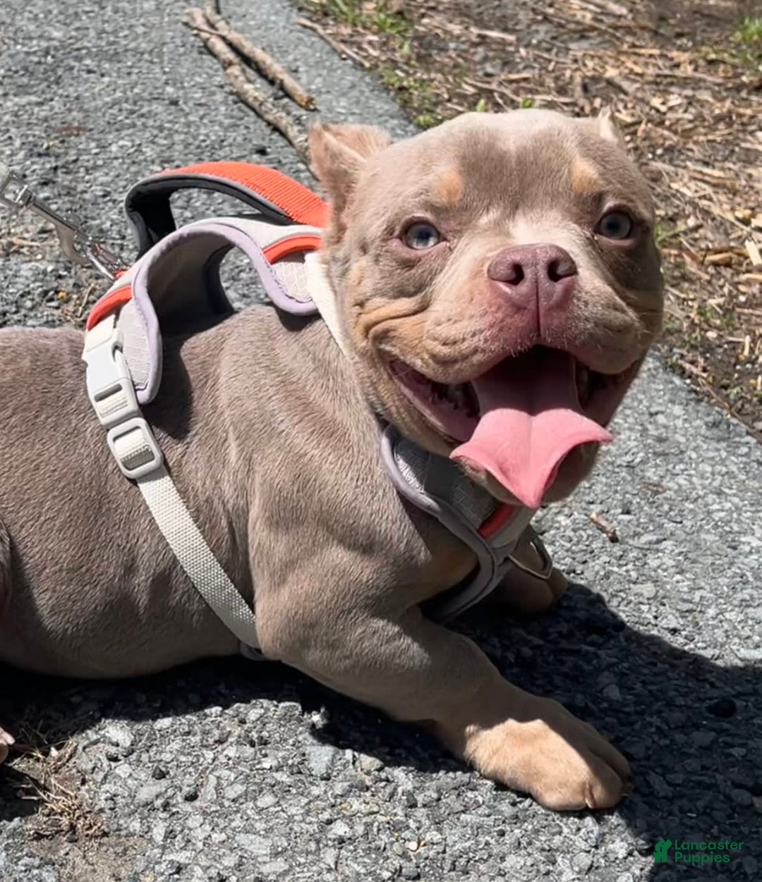 American Bully dogs for sale: Lance - Image 4