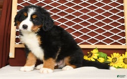 Bernese Mountain Dog dogs for sale: Ronald - Image 5