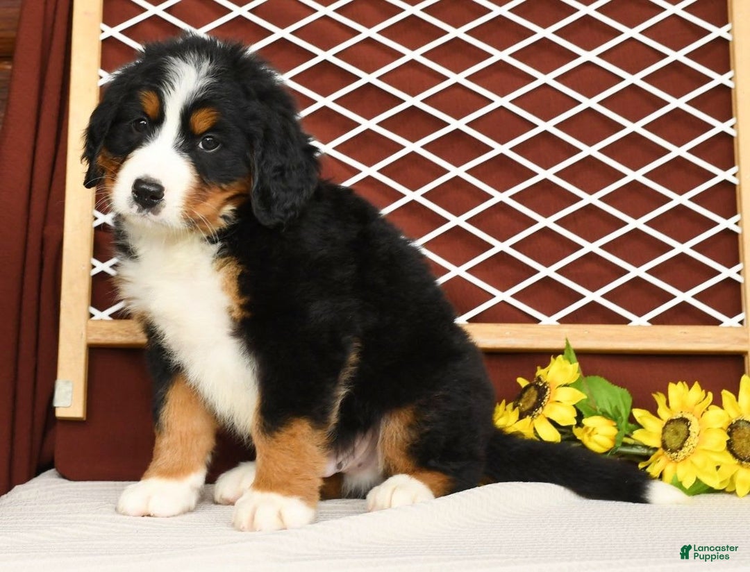 Bernese Mountain Dog dogs for sale: Ronald - Image 5