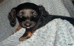 Dachshund dogs for sale: Tbd - Image 2