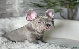 French Bulldog dogs for sale: Hunter - Image 5