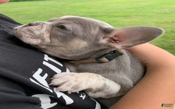 French Bulldog dogs for sale: June - Image 2