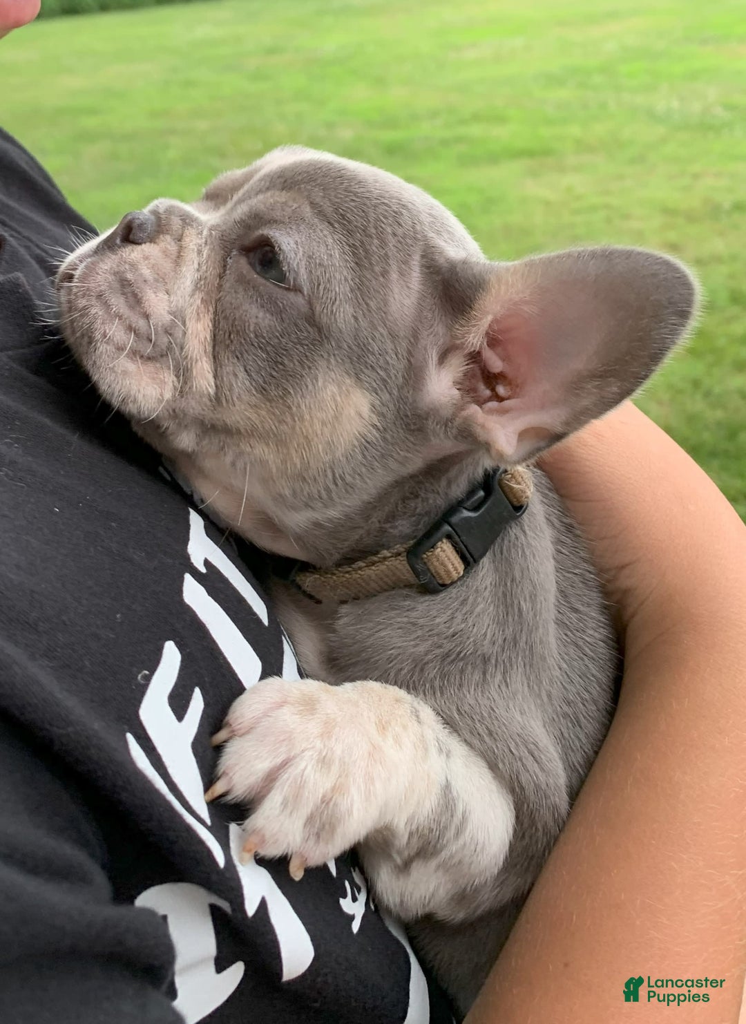 French Bulldog dogs for sale: June - Image 2