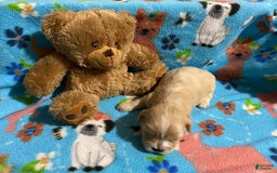 Cavapoo dogs for sale: Male 2 Bruno Jr - Image 11
