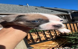 American Bully dogs for sale: Paris - Image 4