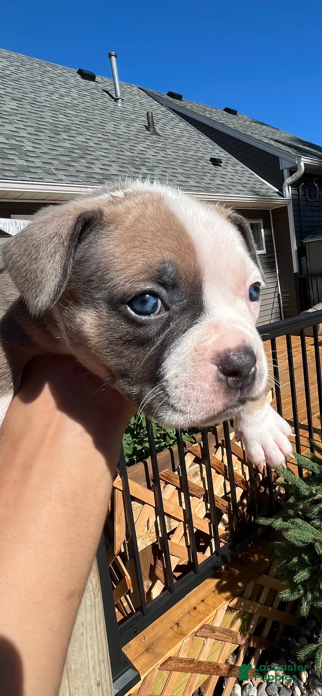 American Bully dogs for sale: Paris - Image 4