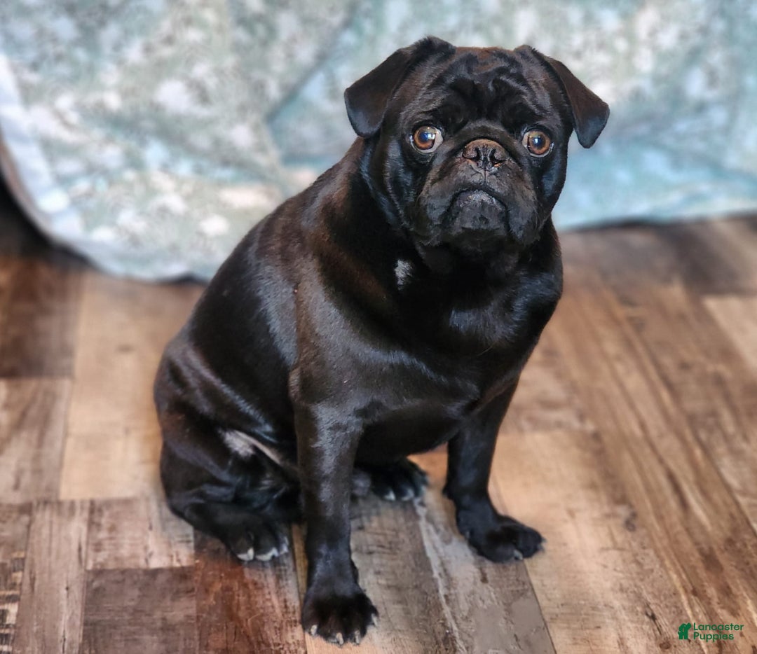 Pug dogs for sale: Pistol Pete - Image 6
