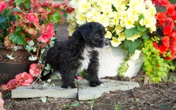 Yorkiepoo dogs for sale: Peter - Image 3