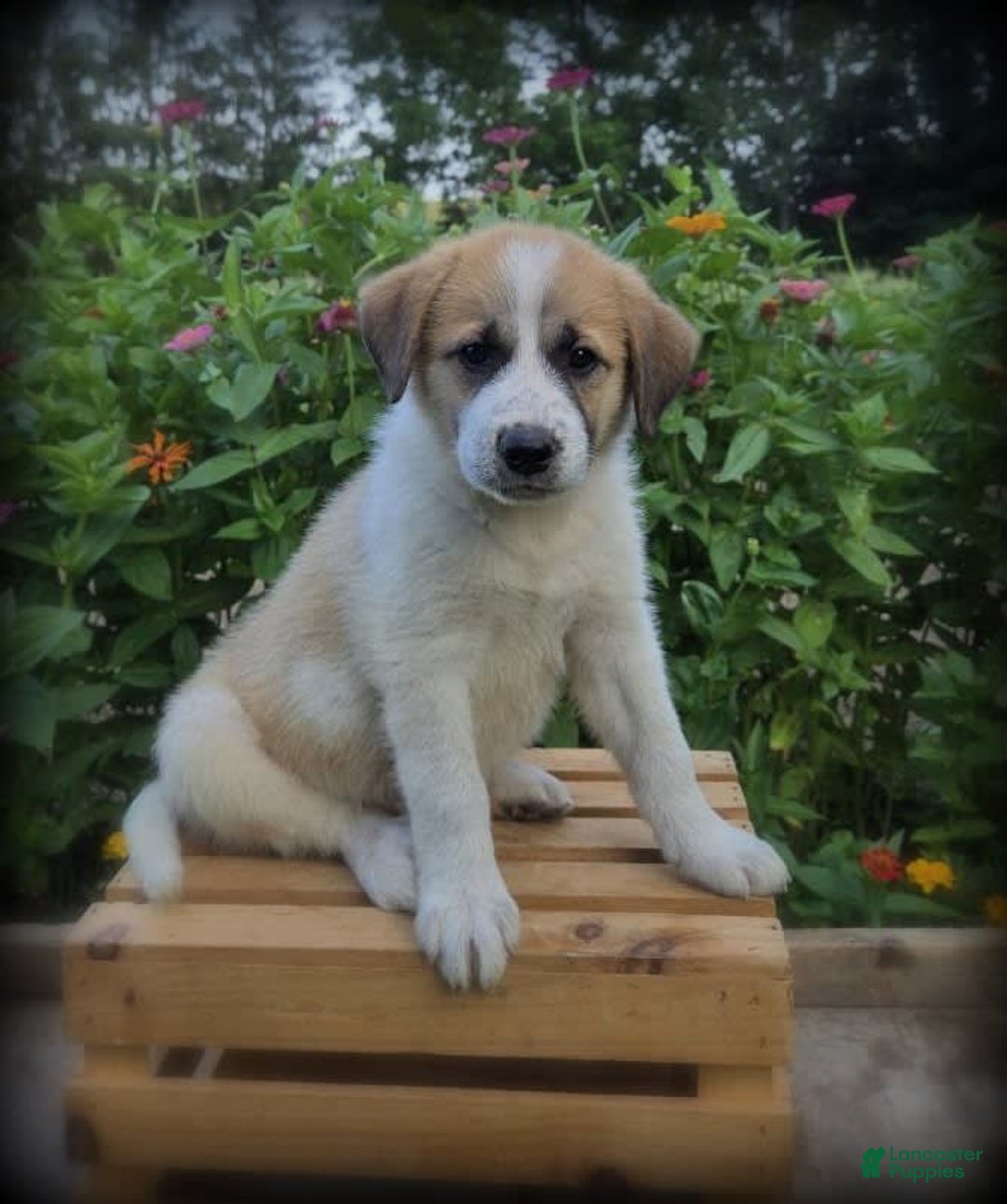 Great Pyrenees dogs for sale: Wendy - Image 2