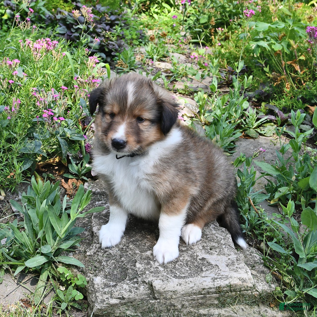 Shetland Sheepdog dogs for sale: Sparky - Image 3