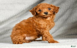 Miniature Poodle dogs for sale: Dixie - Image 5
