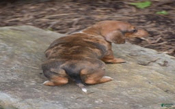 Dachshund dogs for sale: Willow - Image 5