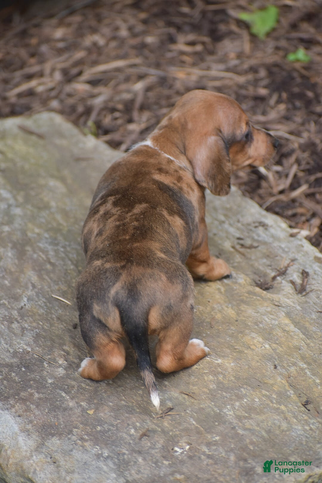 Dachshund dogs for sale: Willow - Image 5