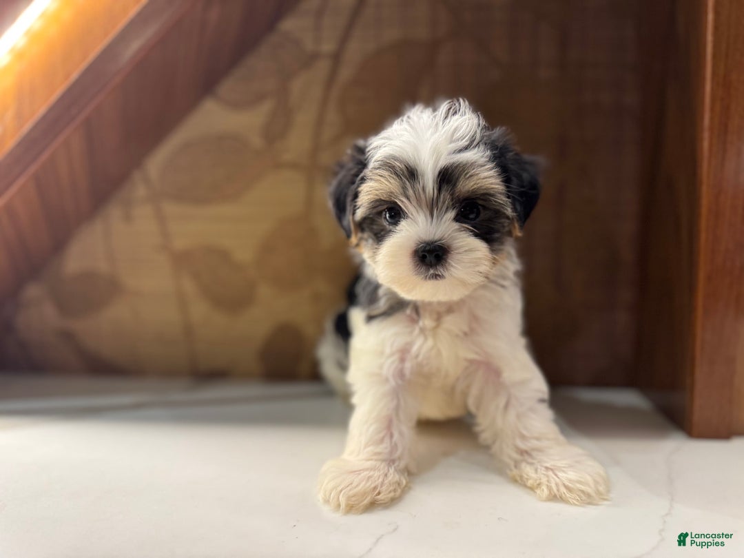 Morkie dogs for sale: Dennis - Image 3