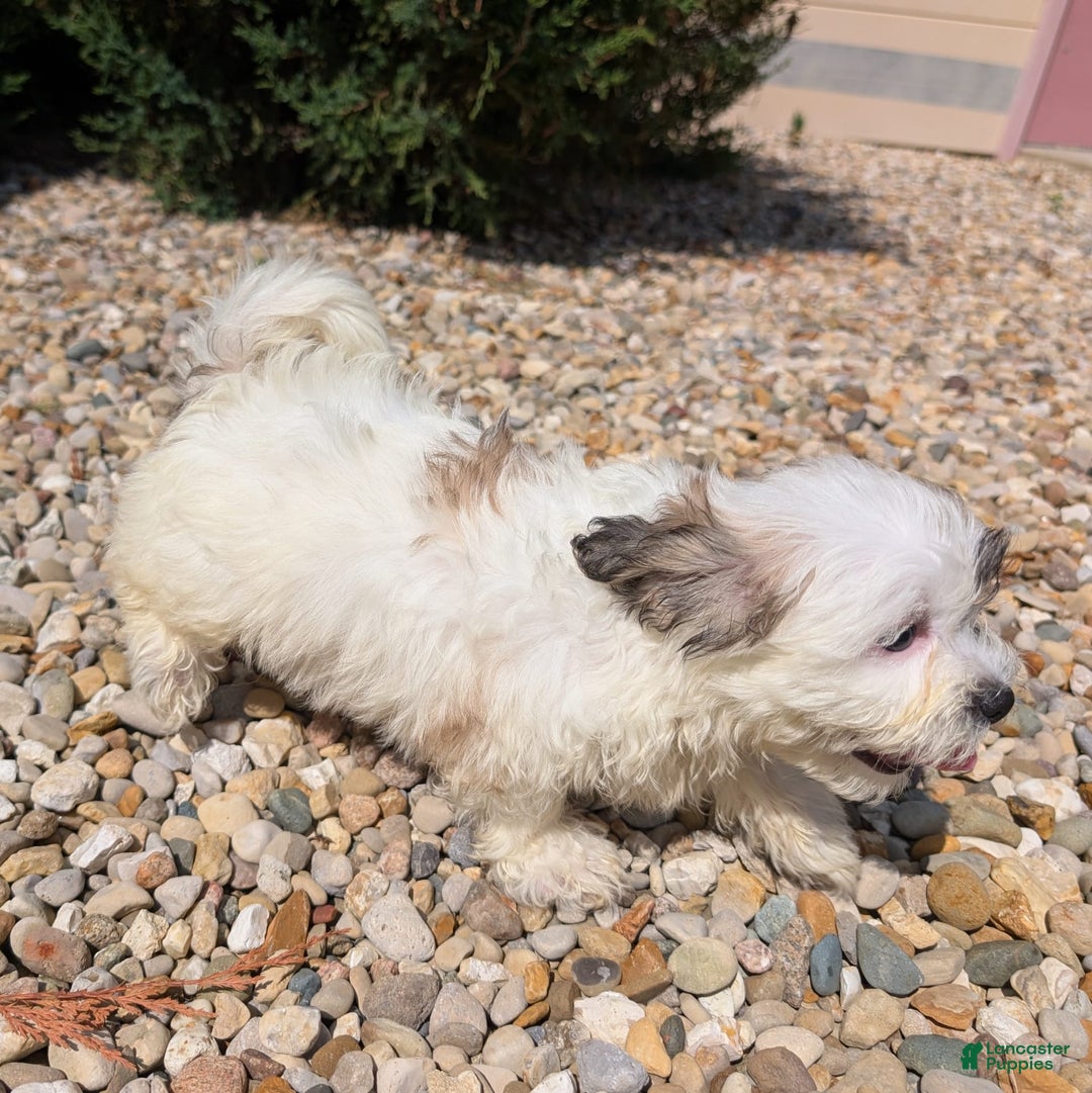 Teddy Bear dogs for sale: Whipped Cream - Image 3