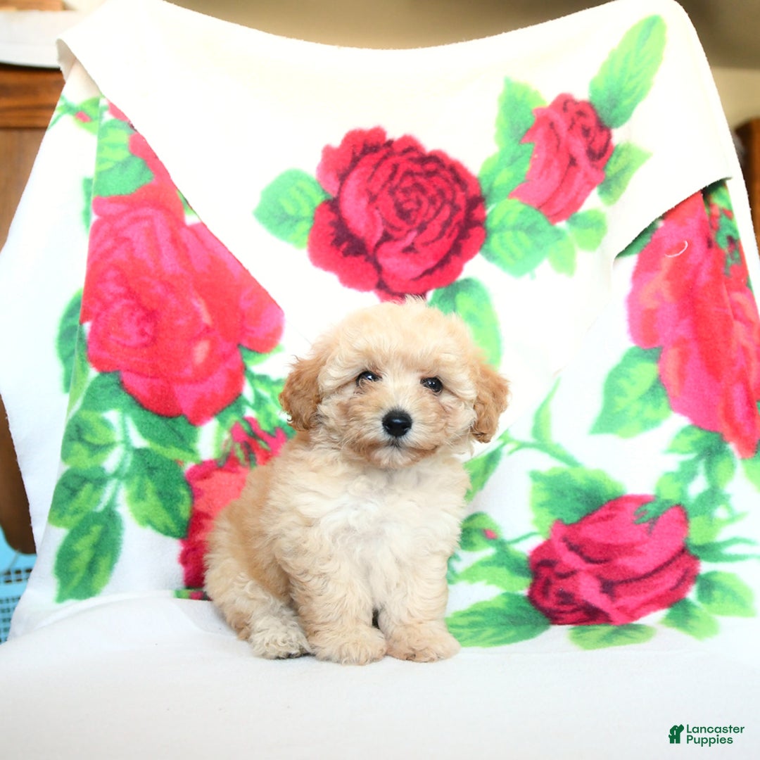 Toy Poodle dogs for sale: Toy Poodle 4 puppies - Image 4
