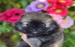 Pomeranian dogs for sale: Sushi - Image 4