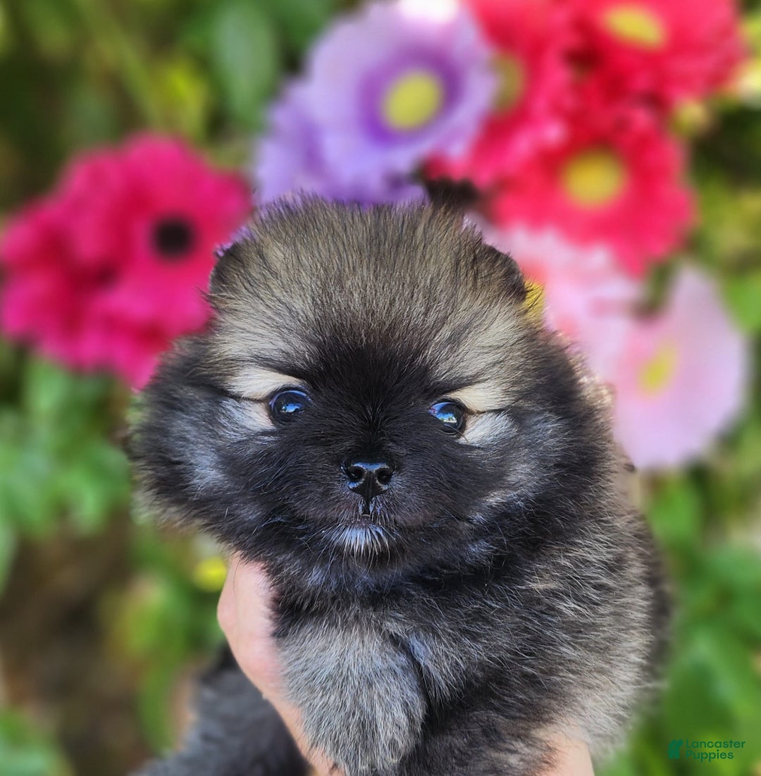 Pomeranian dogs for sale: Sushi - Image 4