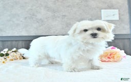 Maltese dogs for sale: Theo - Image 14
