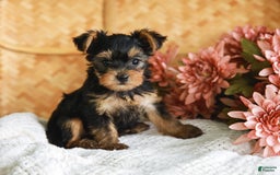 Yorkshire Terrier dogs for sale: Lillian Teacup - Image 4