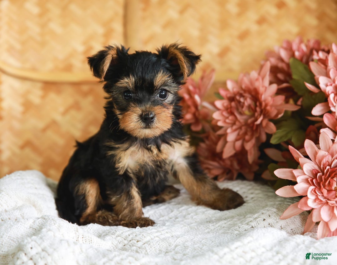 Yorkshire Terrier dogs for sale: Lillian Teacup - Image 4