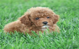 Toy Poodle dogs for sale: Ellie - Image 11