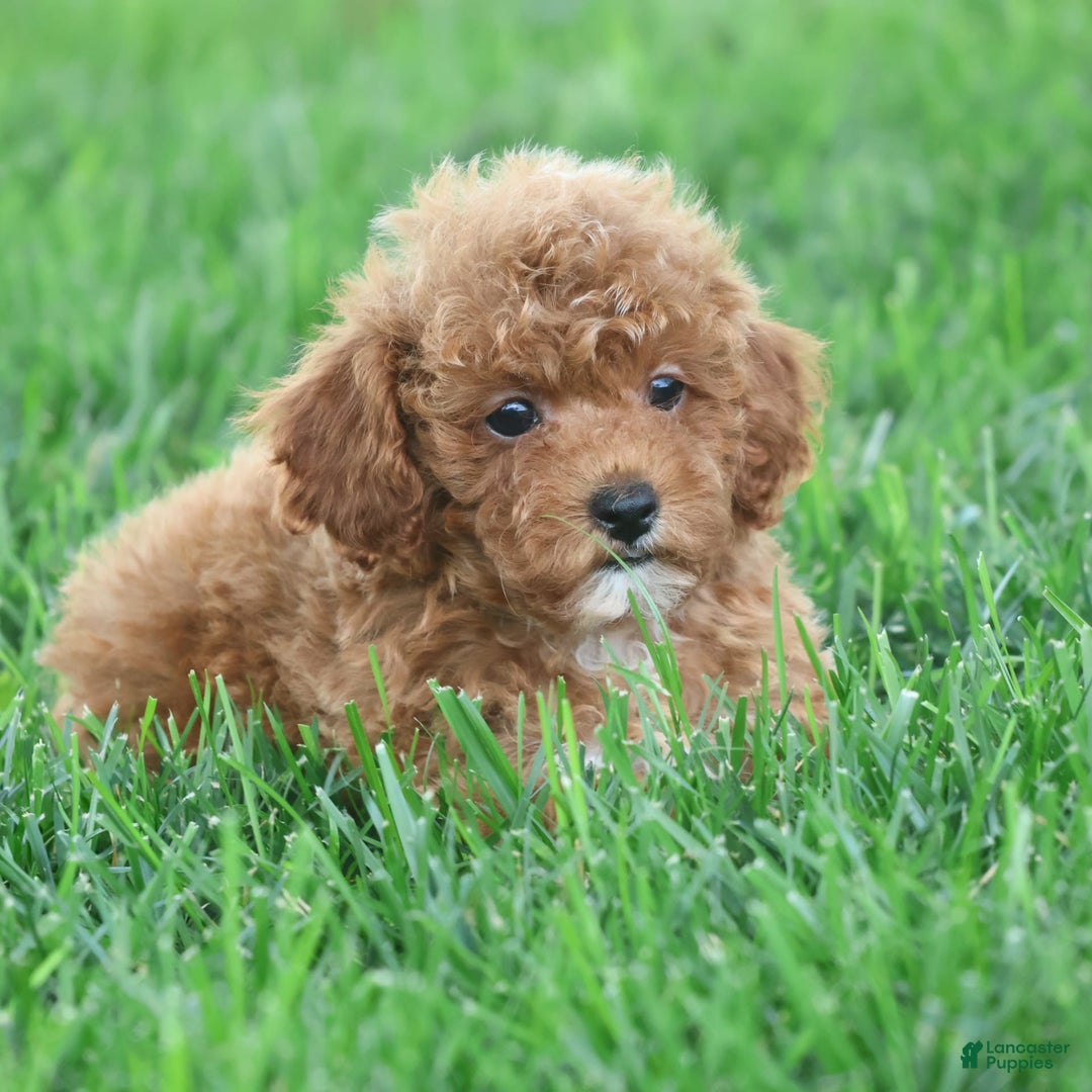 Toy Poodle dogs for sale: Ellie - Image 11