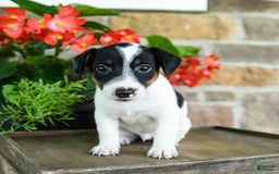 Jack Russell Terrier dogs for sale: Pumpkin - Image 2