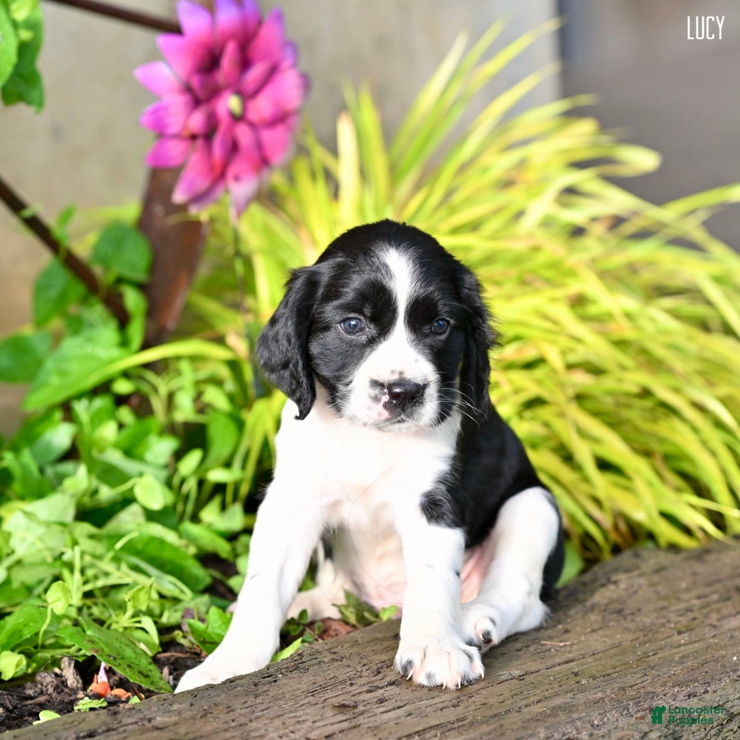 English Springer Spaniel dogs for sale: Lucy - Image 4