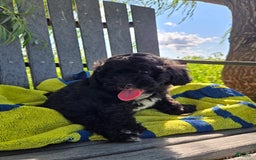 Shihpoo dogs for sale: Alex - Image 2