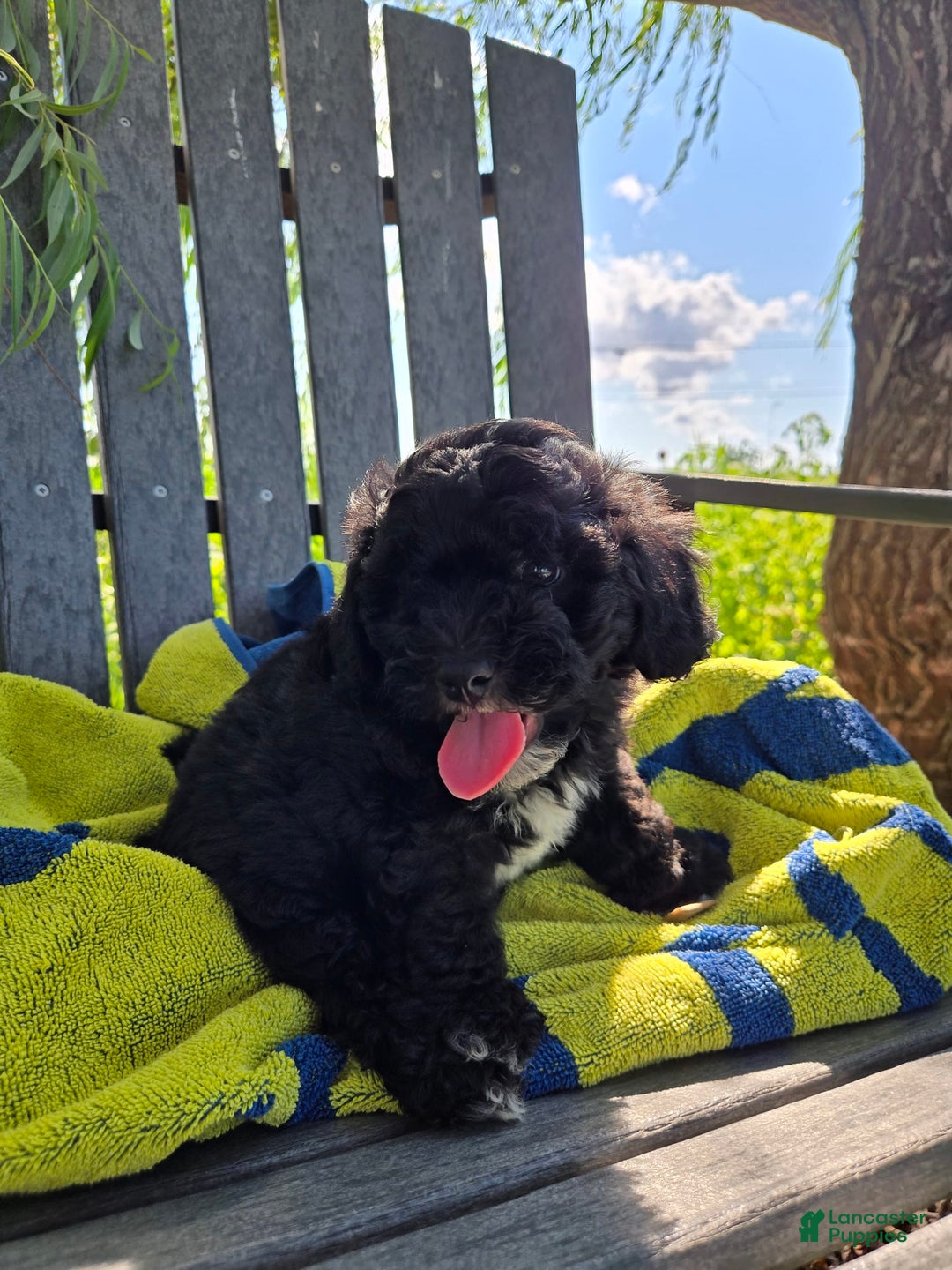 Shihpoo dogs for sale: Alex - Image 2