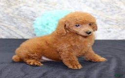 Miniature Poodle dogs for sale: Roger - Image 2