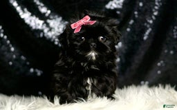 Shih Tzu dogs for sale: Peeka - Image 3