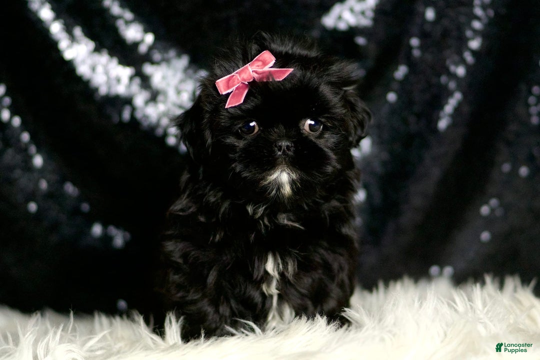 Shih Tzu dogs for sale: Peeka - Image 3