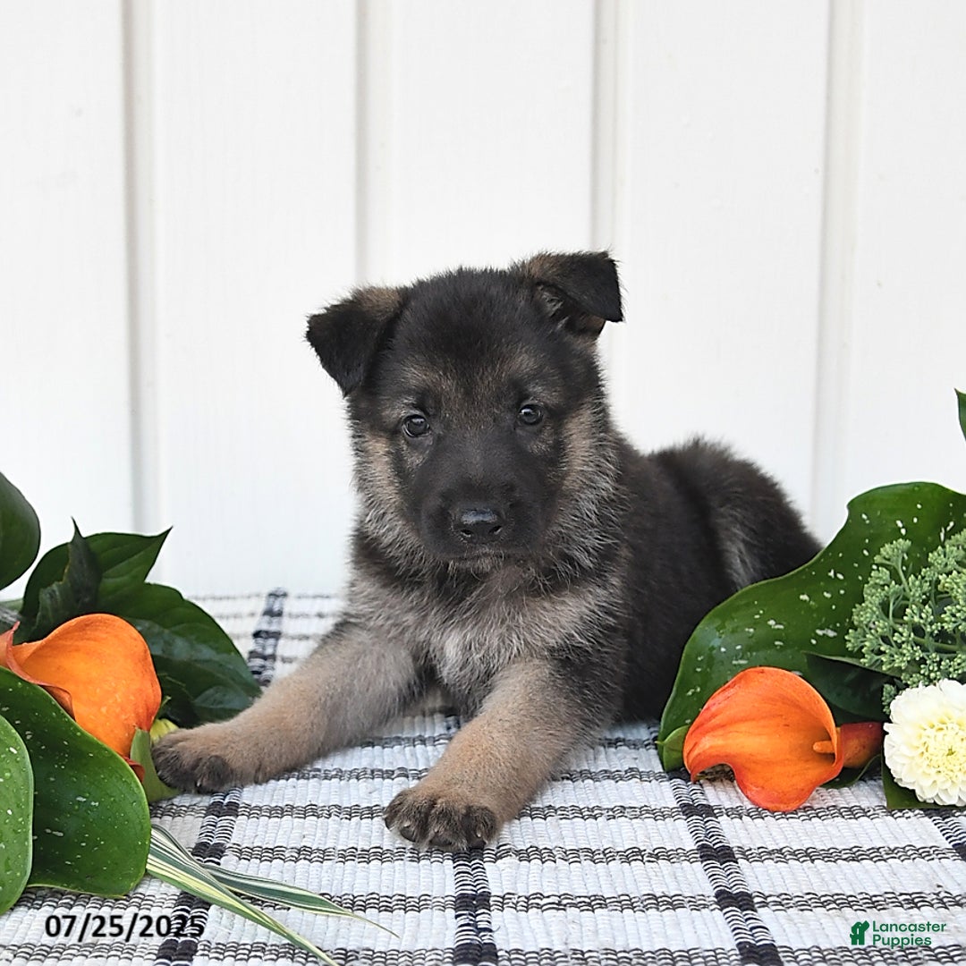 German Shepherd dogs for sale: Jasper - Image 5