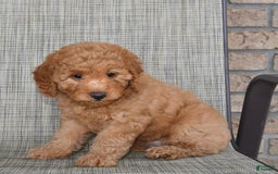 Mini Goldendoodle dogs for sale: June - Image 5