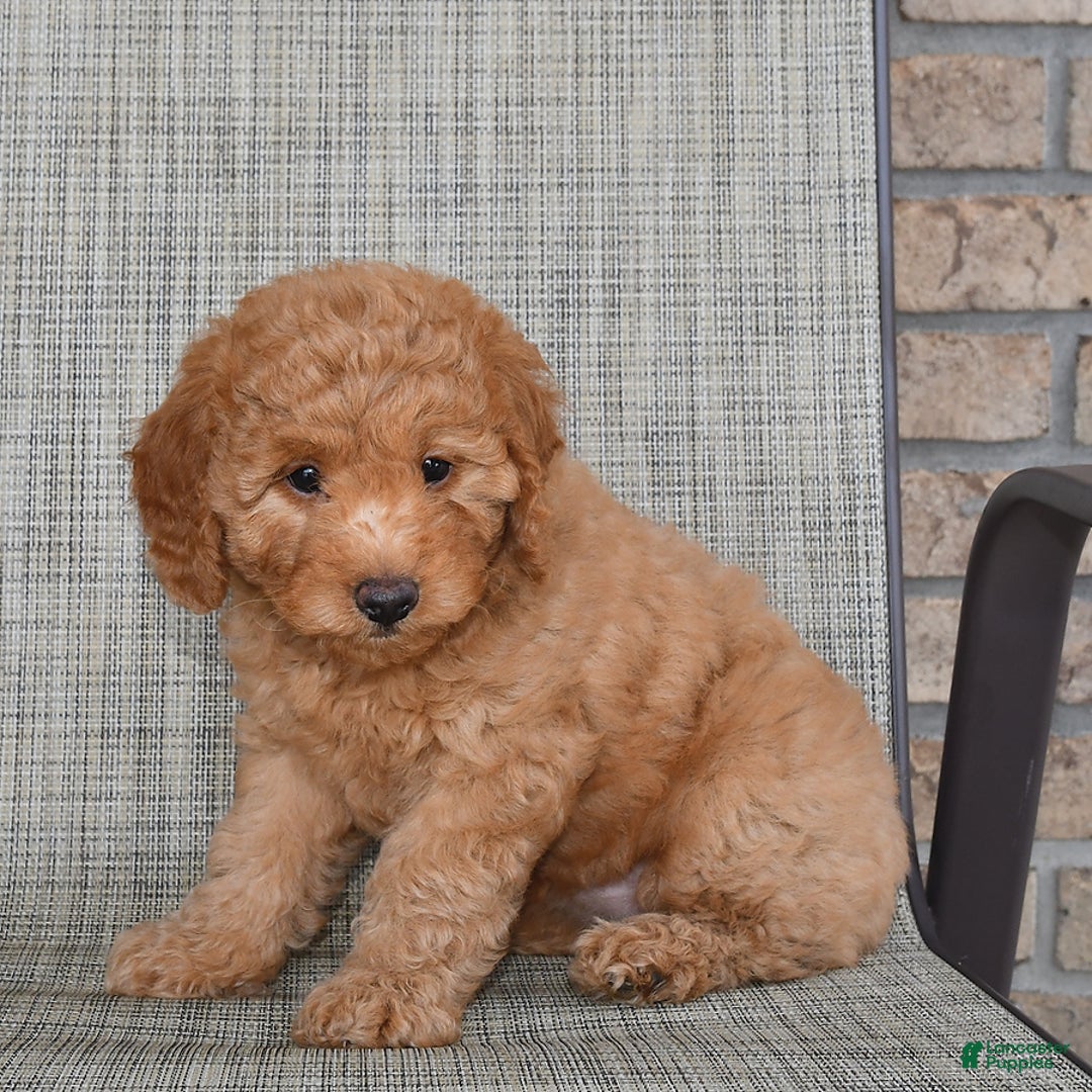 Mini Goldendoodle dogs for sale: June - Image 5