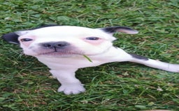 Boston Terrier dogs for sale: Whitehead - Image 4