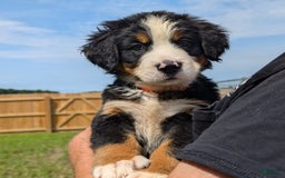 Bernese Mountain Dog dogs for sale: Waska - Image 4