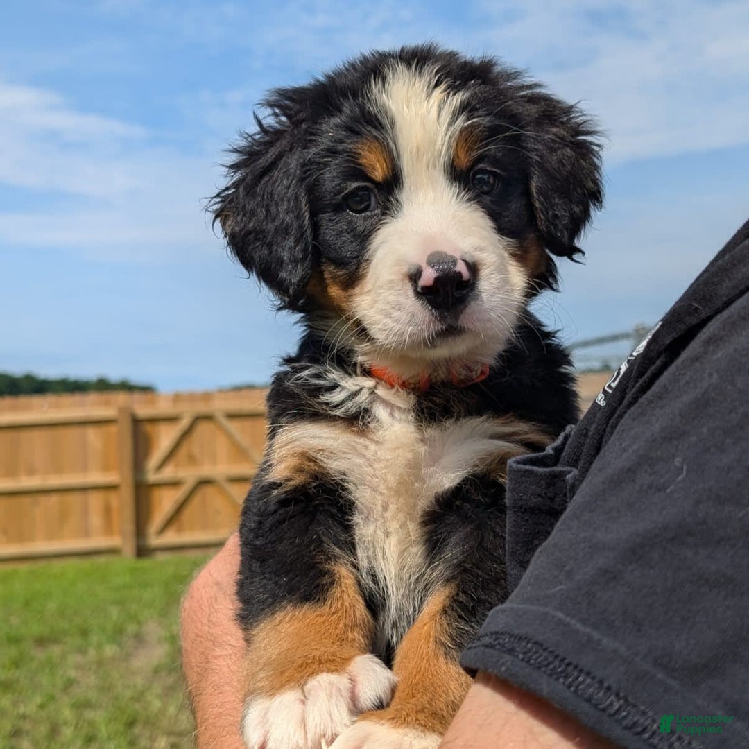 Bernese Mountain Dog dogs for sale: Waska - Image 4