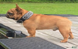 French Bulldog dogs for sale: Raider - Image 36