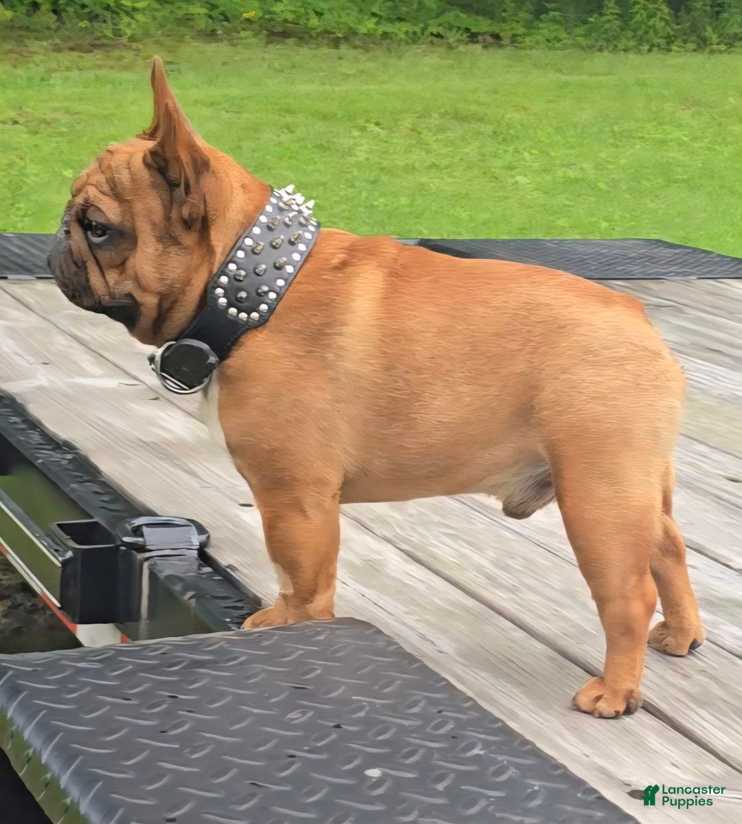 French Bulldog dogs for sale: Raider - Image 36